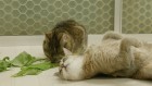 neko_02.jpeg