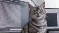 neko_main.jpg